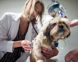 Гнойное воспаление – пиометра у собак: симптомы и лечение, фото и явные признаки