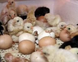 Правильное выращивании цыплят в домашних условиях