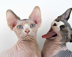 Лысые кошки (голые кошки): породы кошек без шерсти