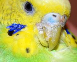 Клещ у попугая — как вылечить: симптомы и признаки появления перьевого чесоточного клеща у волнистого попугая У него клюв как клещи