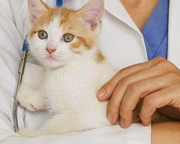 Сколько живут стерилизованные кошки в домашних условиях: отличия в длительности жизни от обычных кошек Сколько живут коты кастраты в домашних условиях