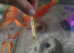Какая температура должна быть в аквариуме для рыбок?