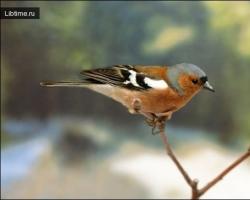 Птица зяблик: фото и описание, образ жизни, среда обитания Где вьет гнездо зяблик