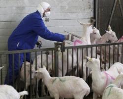 Какие существуют болезни коз, опасные для человека