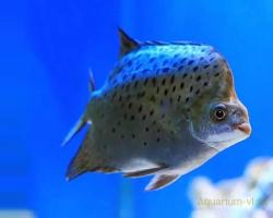 Аргус скатофагус — рыбка с неприличным именем