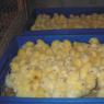 Технология выращивания бройлеров в домашних условиях Бизнес по разведению цыплят бройлеров в инкубаторе