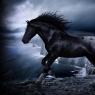 Увидели во сне черного коня, что он символизирует, расскажут сонники Сонник лошадь черная красивая