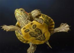 Как спариваются черепахи в домашних условиях?