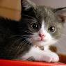 Необычные факты о кошках Сообщение о котах и кошках