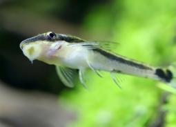Санитары аквариума — рыбки, креветки, улитки, борющиеся с водорослями
