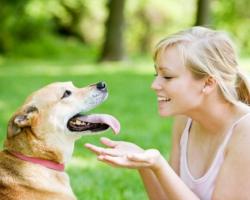 Что делать и как лечить, если у собаки артроз тазобедренных суставов?