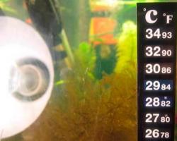 Какая температура должна быть в аквариуме и как ее поддерживать?