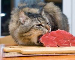 Как кормить кормящую кошку?