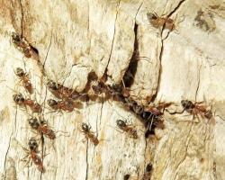 Размножение муравьев: гайд для новичков