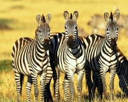 Образ жизни и среда обитания зебры