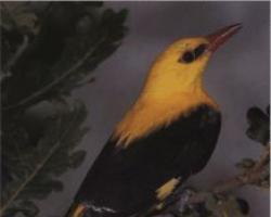 Иволга - птица не только певчая, но умная и красивая!
