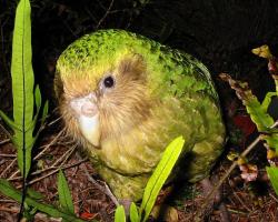 Образ жизни и среда обитания совиного попугая