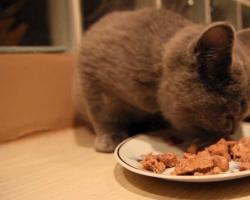 Как и чем кормить британского котенка, кошку, кота: все о питании британцев