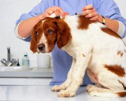 Чумка у собак — причины, признаки и лечение опасной болезни