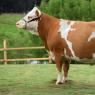 Симментальская корова: условия и перспективы разведения Симментальская мясная